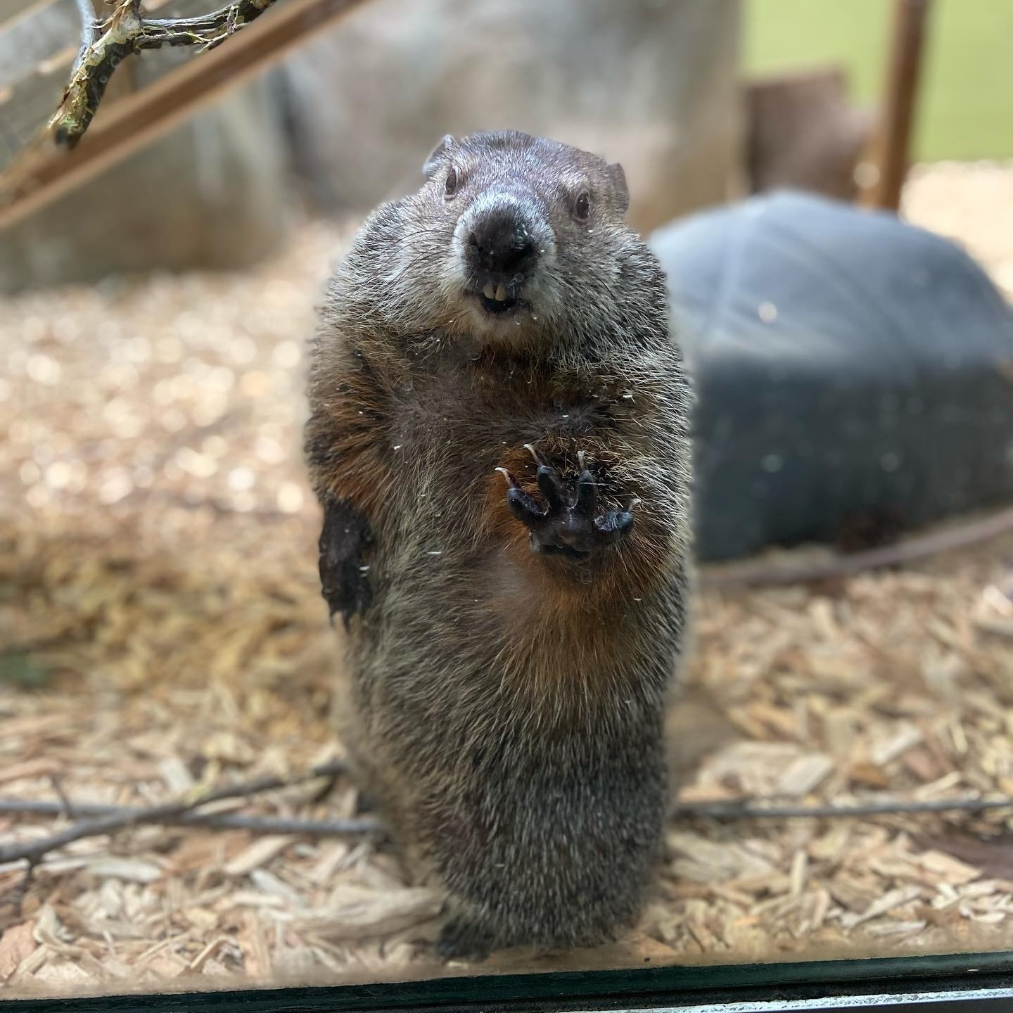 Cornelia the Groundhog