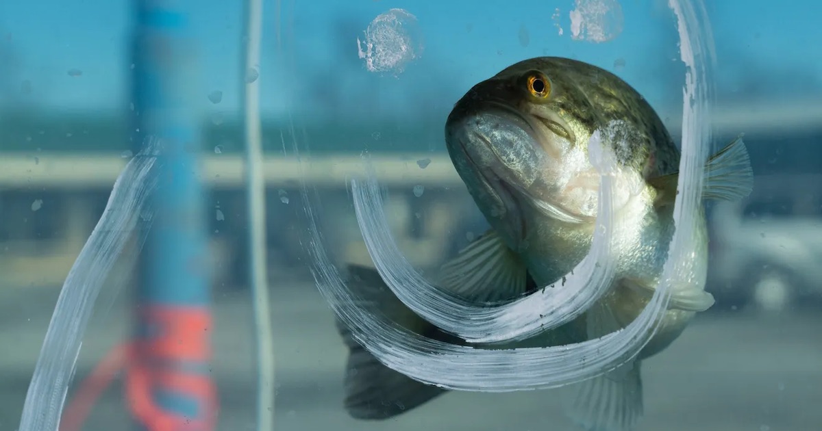 Benny the Bass from Buckeye Lake, Ohio — GROUNDHOG DAY