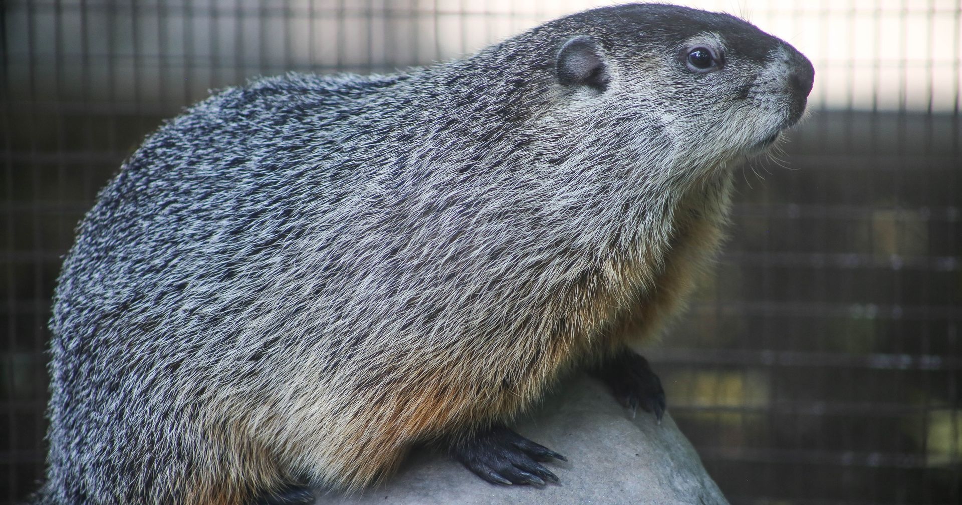 Buckeye Chuck from Marion, Ohio — GROUNDHOG DAY