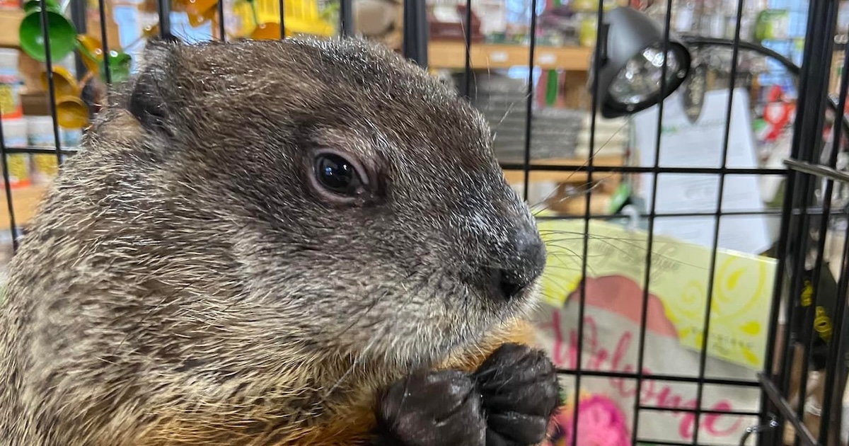 Charles “Chuck” Winchester from Woodburn, Indiana — GROUNDHOG DAY