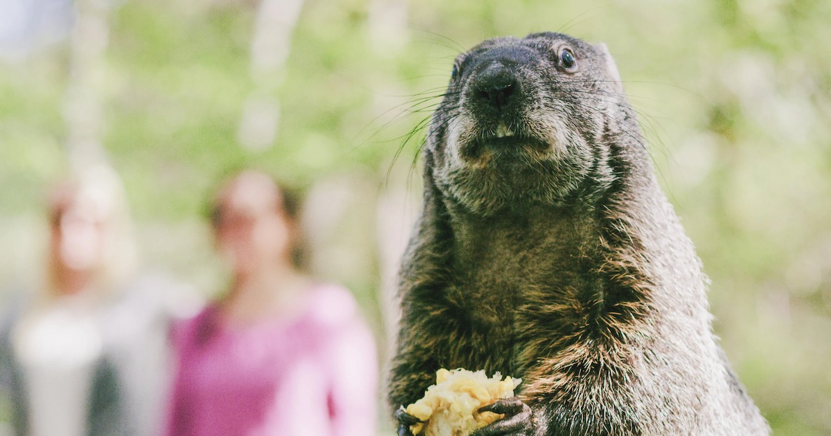 virginia groundhog day 2025