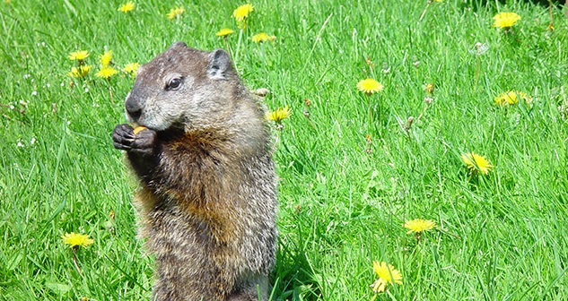 Dunkirk Dave from Dunkirk, New York — GROUNDHOG DAY