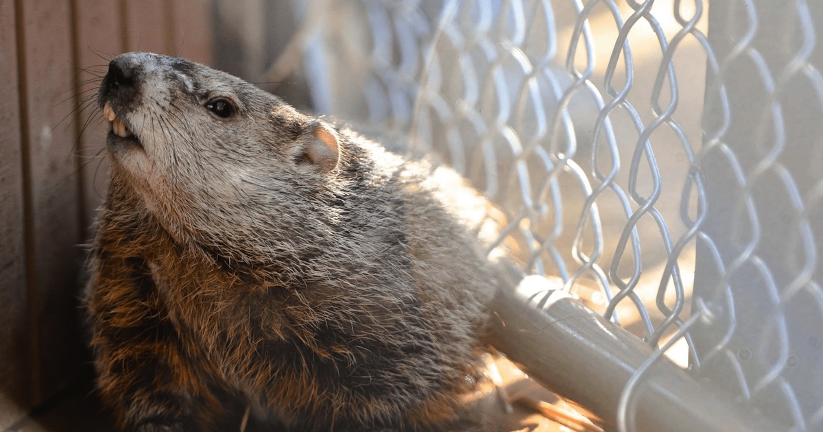 virginia groundhog day 2025