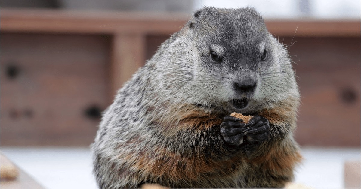 Gordy the Groundhog from Milwaukee, Wisconsin — GROUNDHOG DAY