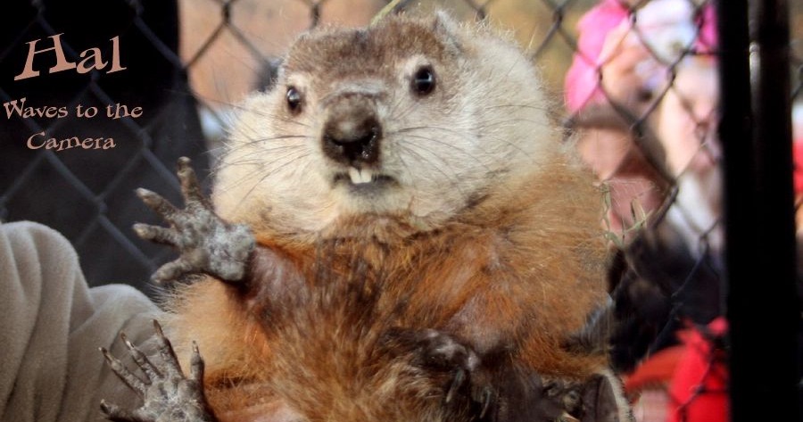 Holtsville Hal from Holtsville, New York — GROUNDHOG DAY