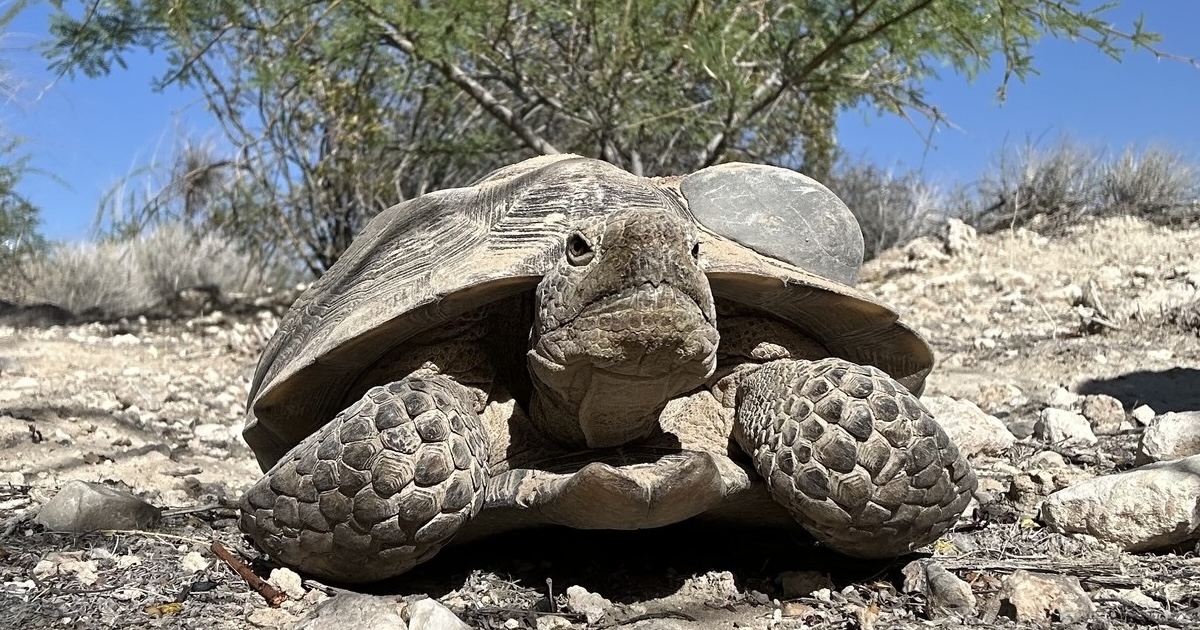 Mojave Max from Las Vegas, Nevada — GROUNDHOG DAY