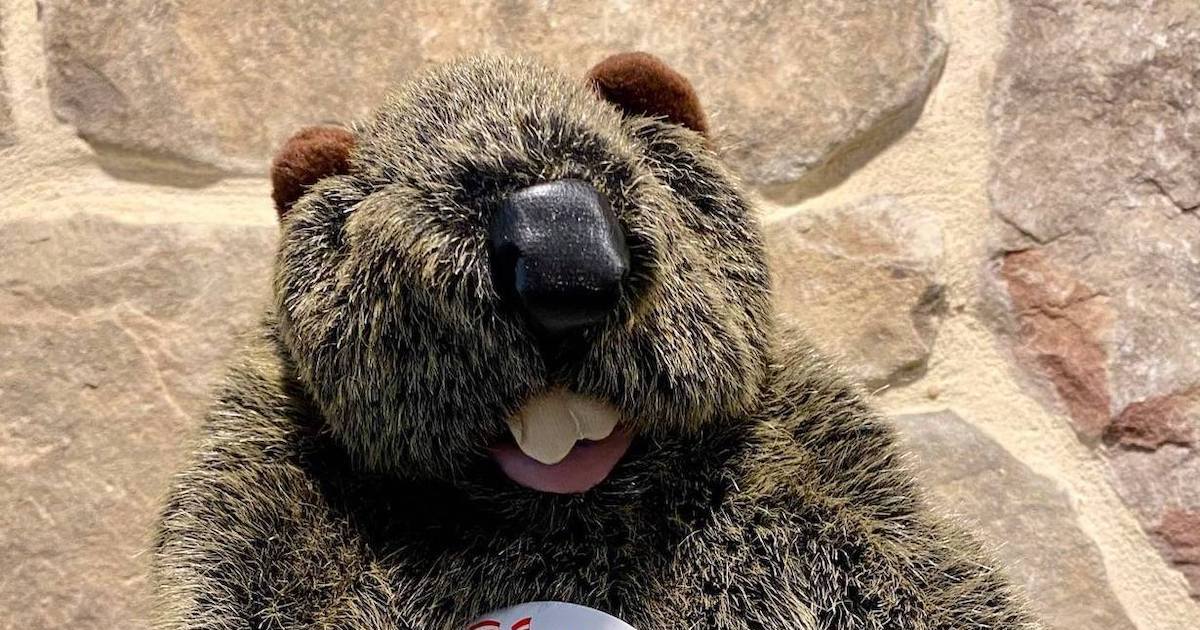 Mount Joy Minnie from Mount Joy, Pennsylvania — GROUNDHOG DAY