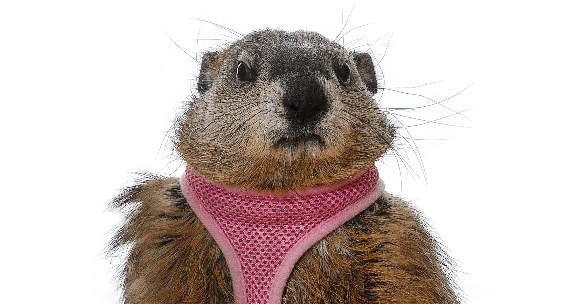 Poppy the Groundhog from Millersville, Pennsylvania — GROUNDHOG DAY