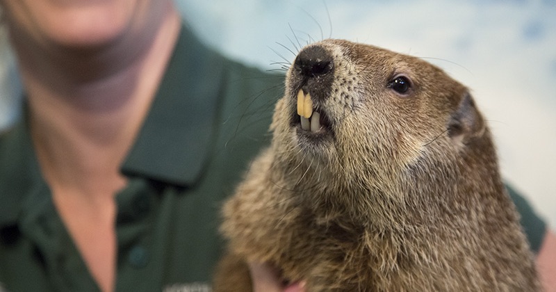 north carolina groundhog day 2025