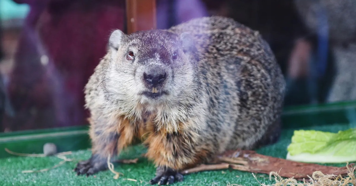 Staten Island Chuck from New York City, New York — GROUNDHOG DAY