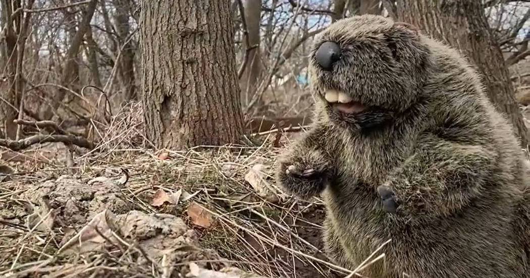 Tinicum Tim from Philadelphia, Pennsylvania — GROUNDHOG DAY