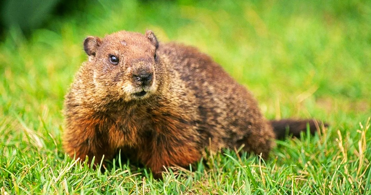 Two Rivers Tunnel from Cape Breton, Nova Scotia — GROUNDHOG DAY