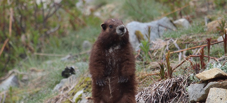 Van Island Violet from Nanaimo, British Columbia — GROUNDHOG DAY