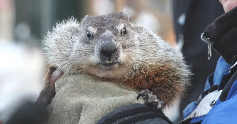 Woodstock Willie from Woodstock, Illinois — GROUNDHOG DAY