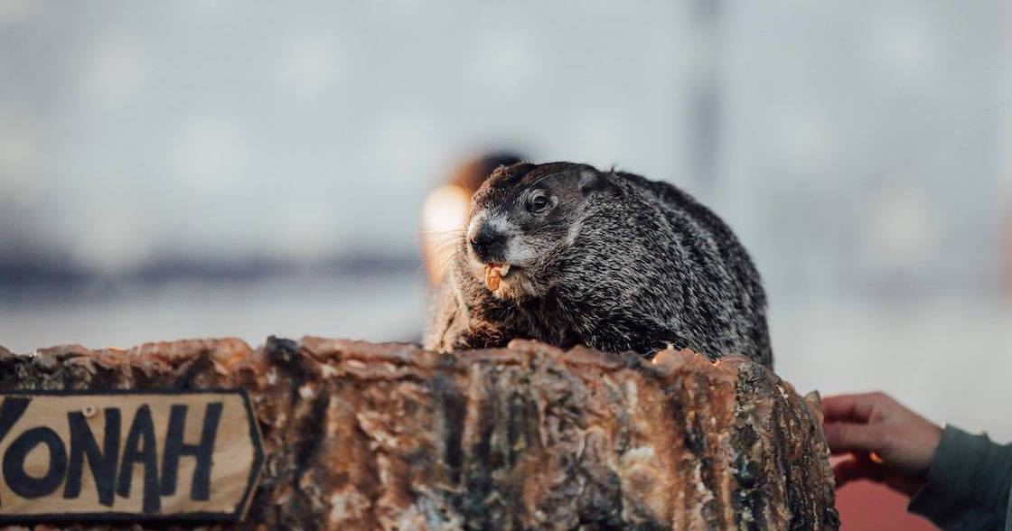 Yonah the Groundhog from Cleveland, — GROUNDHOG DAY