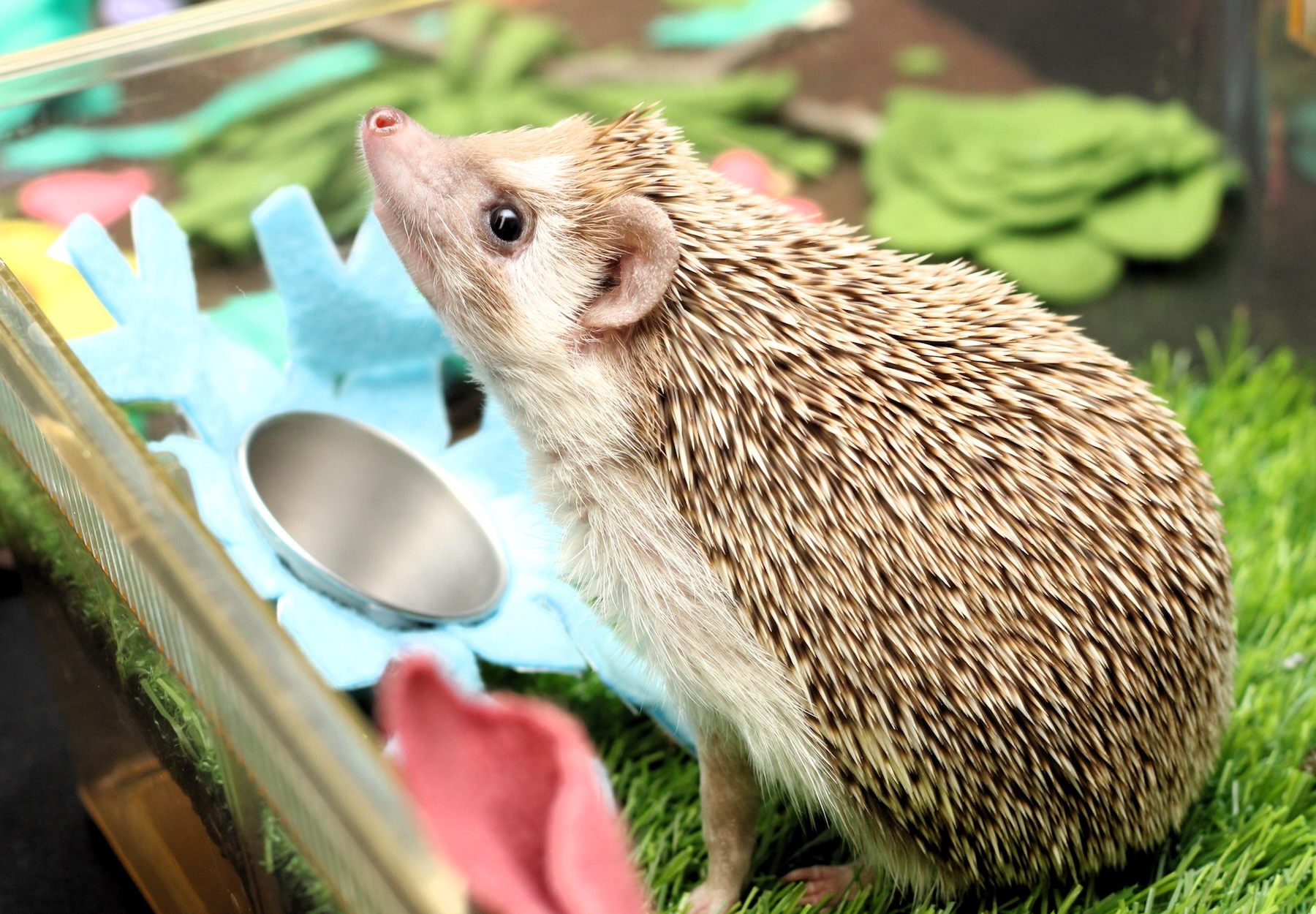 Walnut the Hedgehog